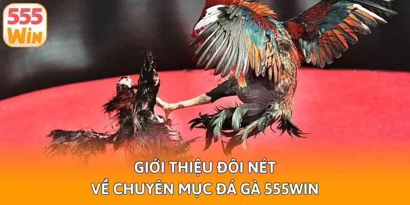 Giới thiệu đôi nét về chuyên mục đá gà 555win