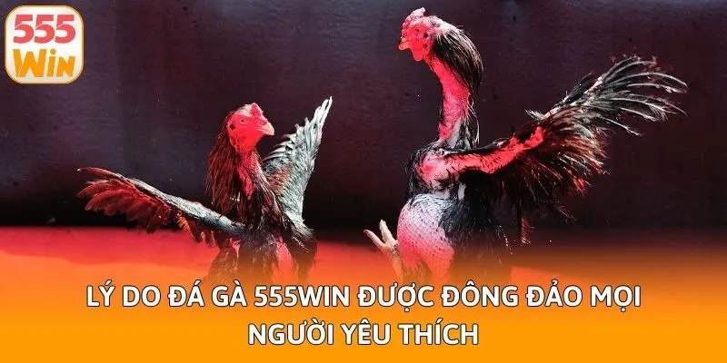 Lý do đá gà 555win được đông đảo mọi người yêu thích