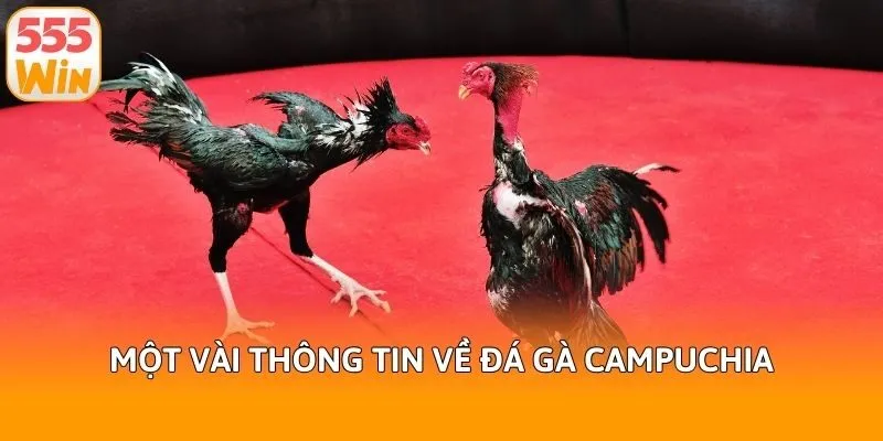 Một vài thông tin về đá gà Campuchia