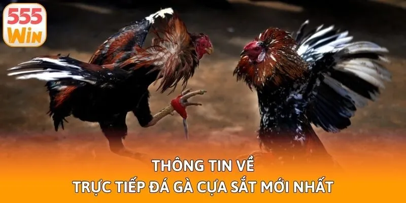 Thông tin về trực tiếp đá gà cựa sắt mới nhất