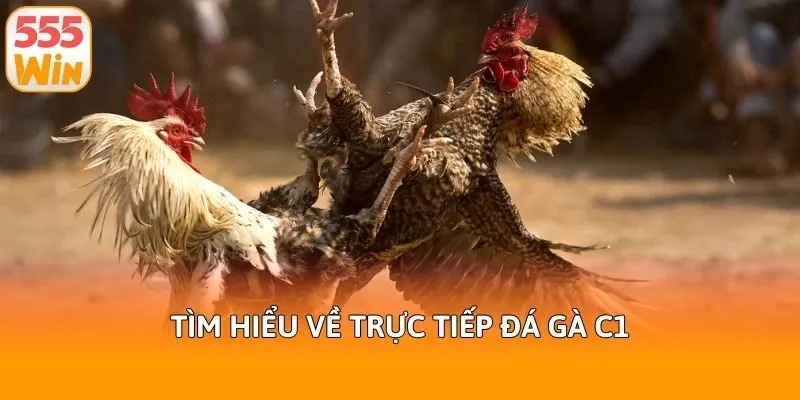Tìm hiểu về trực tiếp đá gà c1