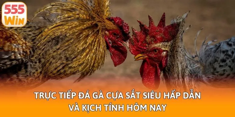 Trực Tiếp Đá Gà Cựa Sắt Siêu Hấp Dẫn Và Kịch Tính Hôm Nay